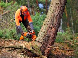 Best Commercial Tree Services  in Goleta, CA