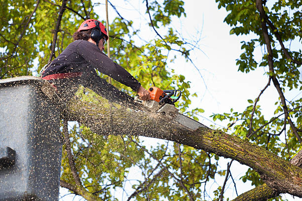 Best Firewood Processing and Delivery  in Goleta, CA