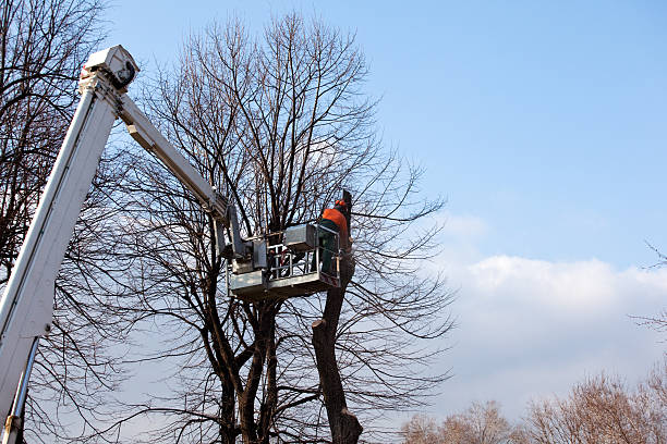 Best Tree and Shrub Care  in Goleta, CA